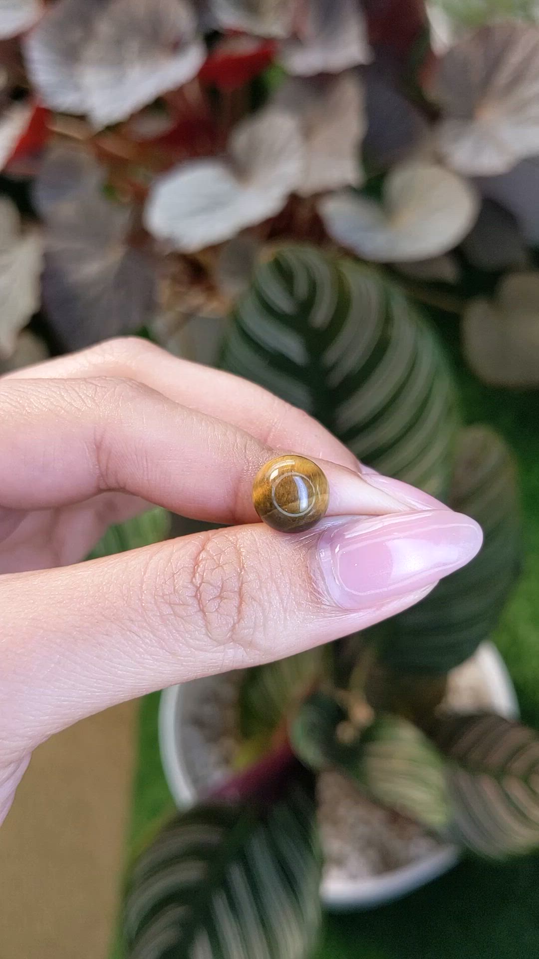 4.22 Ct. Cabochon Tiger's Eye from Ceylon (Sri Lanka) Size Video