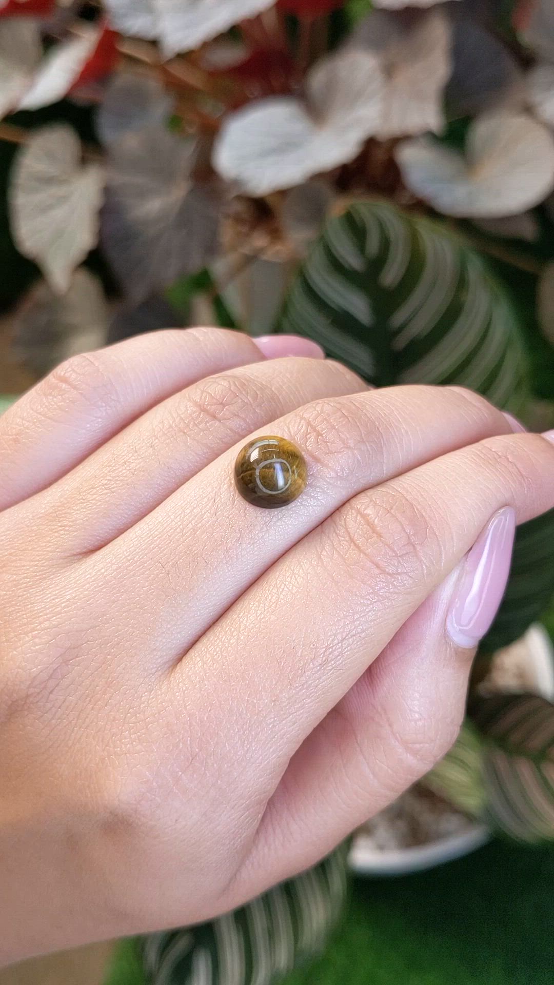 4.22 Ct. Cabochon Tiger's Eye from Ceylon (Sri Lanka) Size Video