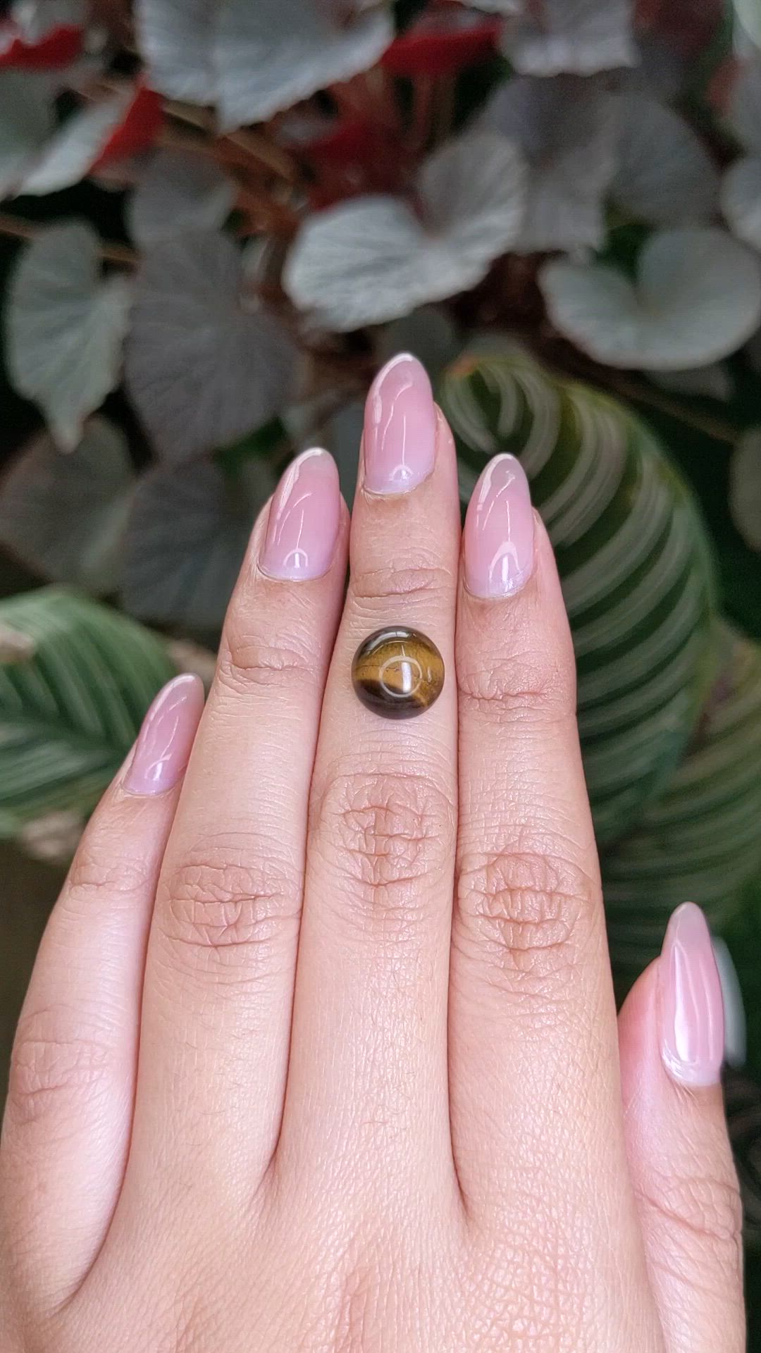 4.63 Ct. Cabochon Tiger's Eye from Ceylon (Sri Lanka) Size Video
