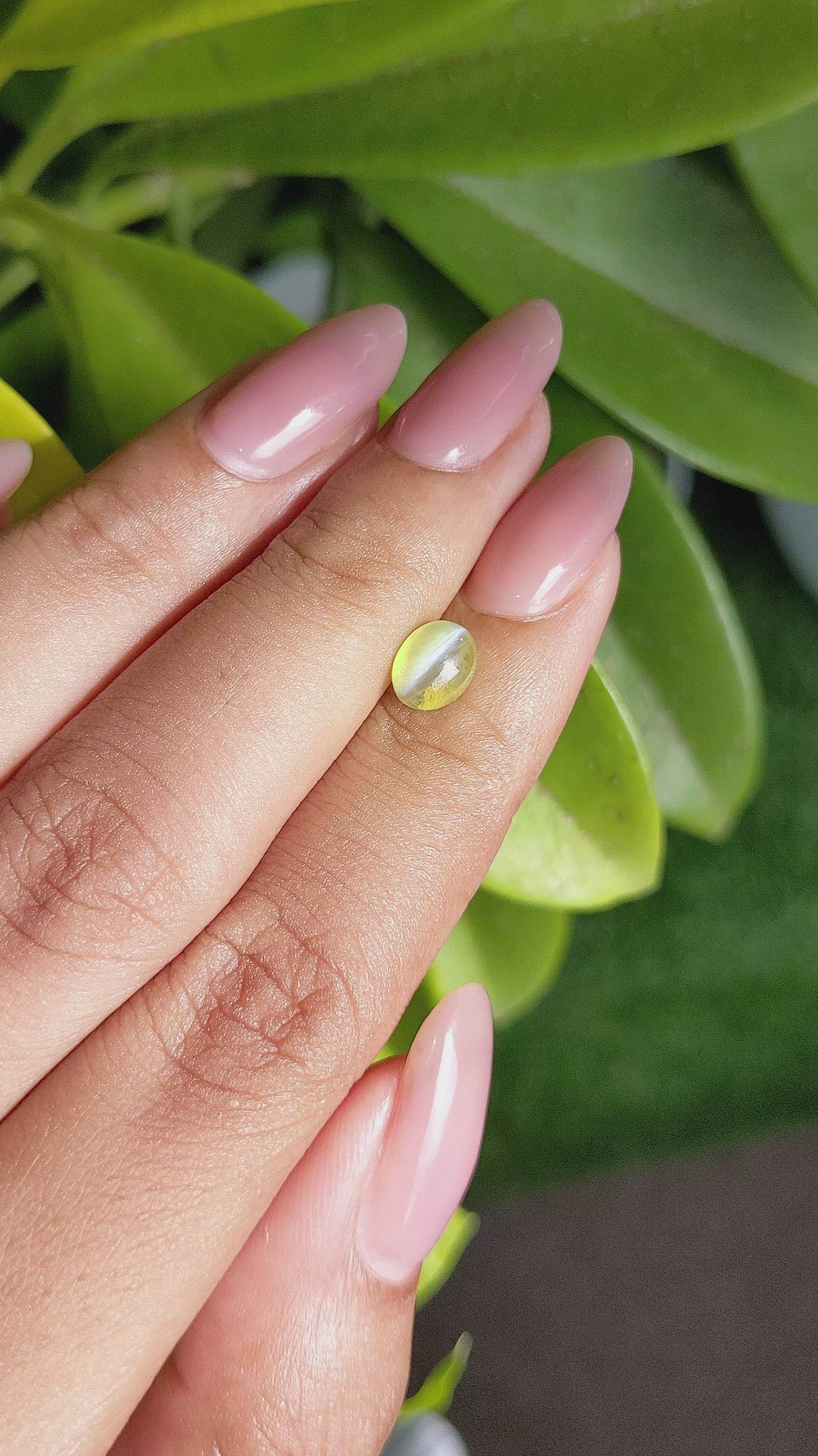 1.44 Ct. Yellowish Green Cabochon Chrysoberyl from Ceylon (Sri Lanka) Size Video