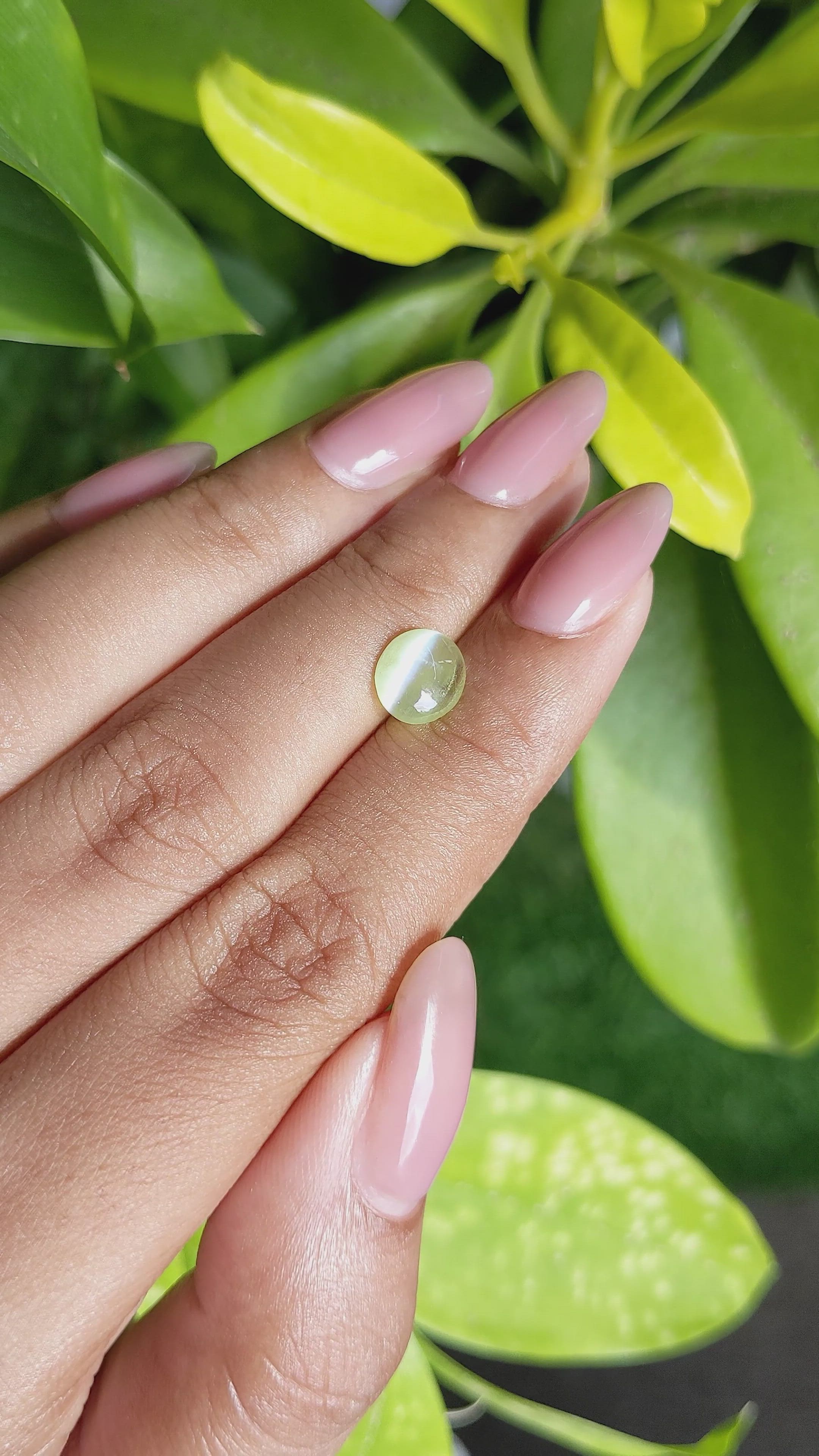 1.75 Ct. Green Cabochon Chrysoberyl from Ceylon (Sri Lanka) Size Video
