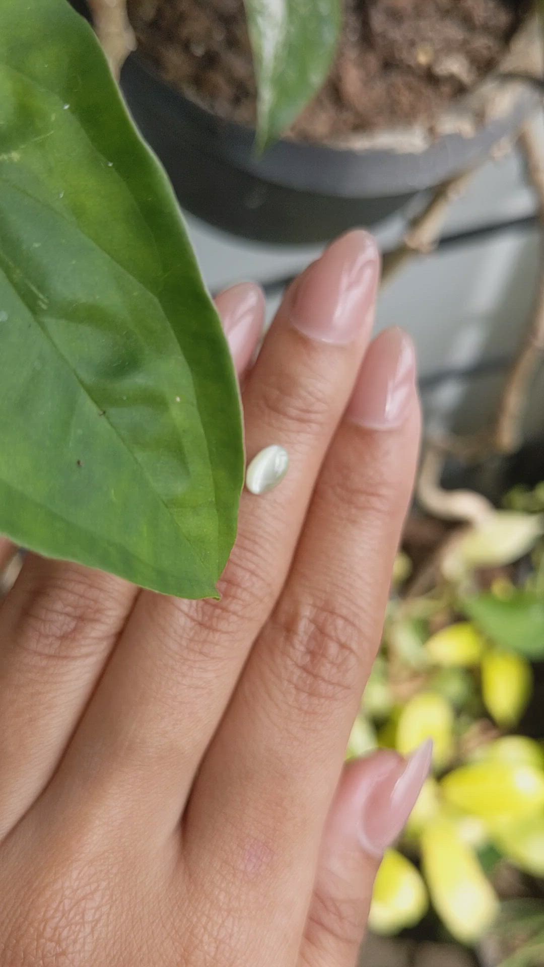 0.83 Ct. Yellowish Green Cabochon Chrysoberyl from Ceylon (Sri Lanka) Size Video