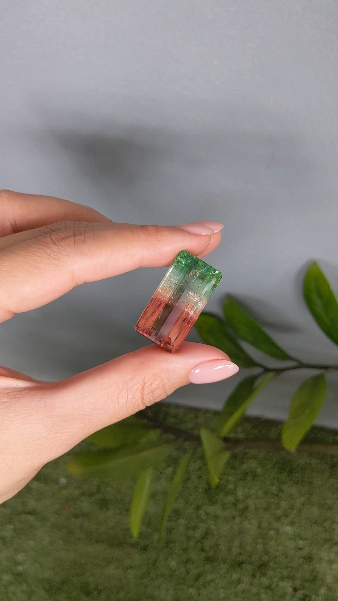 49.43 Ct. Watermelon Tourmaline from Mozambique Size Video