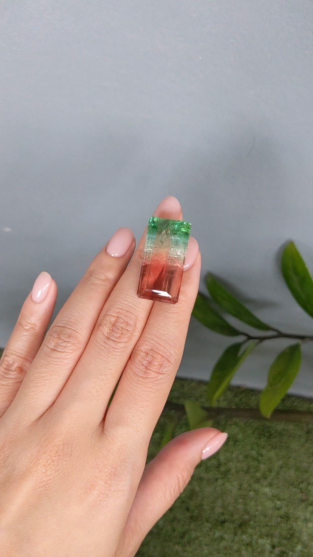 49.43 Ct. Watermelon Tourmaline from Mozambique Size Video