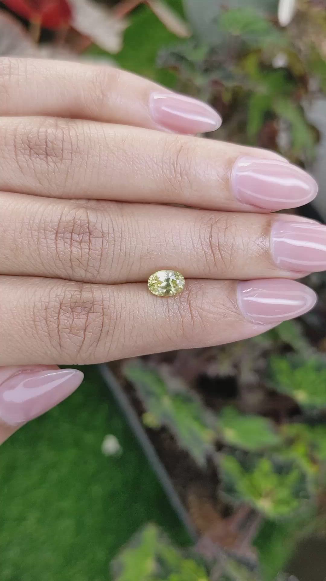 1.53 Ct. Yellow Zircon from Ceylon (Sri Lanka) Size Video