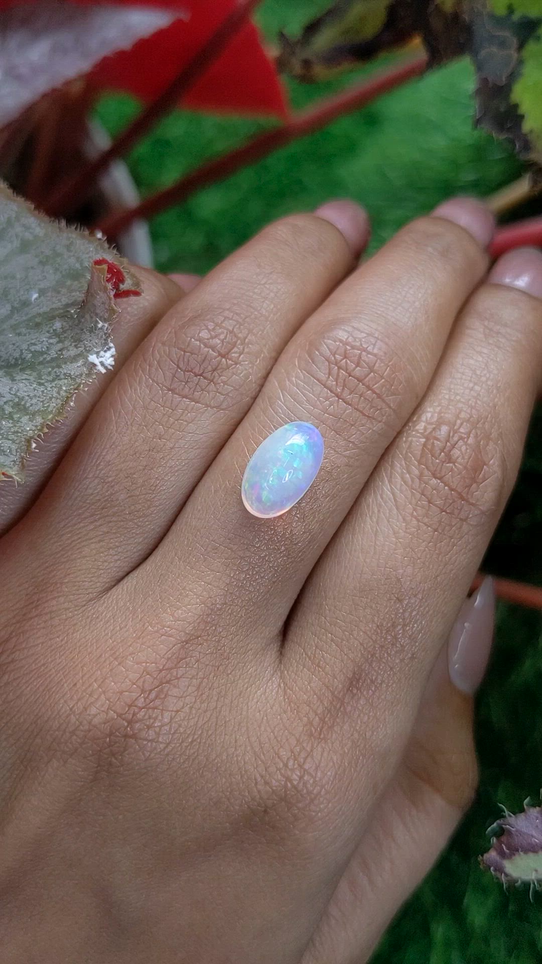 2.55 Ct. Multi Color Cabochon Fire Opal (Flame Opal) from Ethiopia Size Video