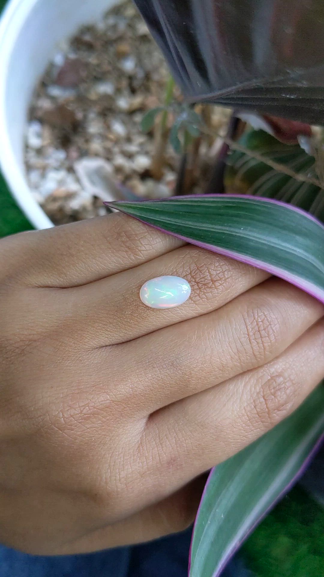 1.55 Ct. Multi Color Cabochon Fire Opal (Flame Opal) from Ethiopia Size Video