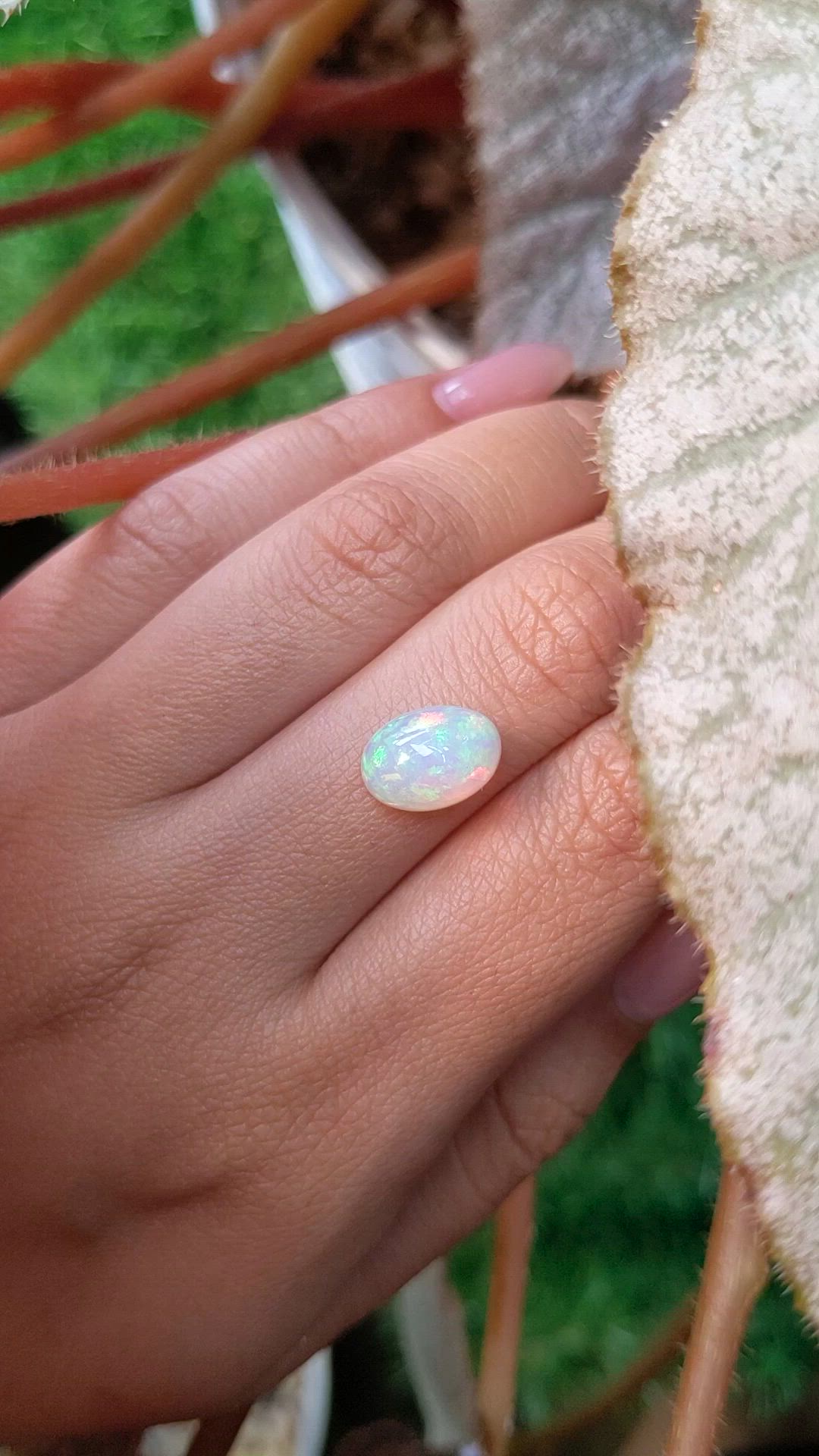 2.62 Ct. Multi Color Cabochon Fire Opal (Flame Opal) from Ethiopia Size Video