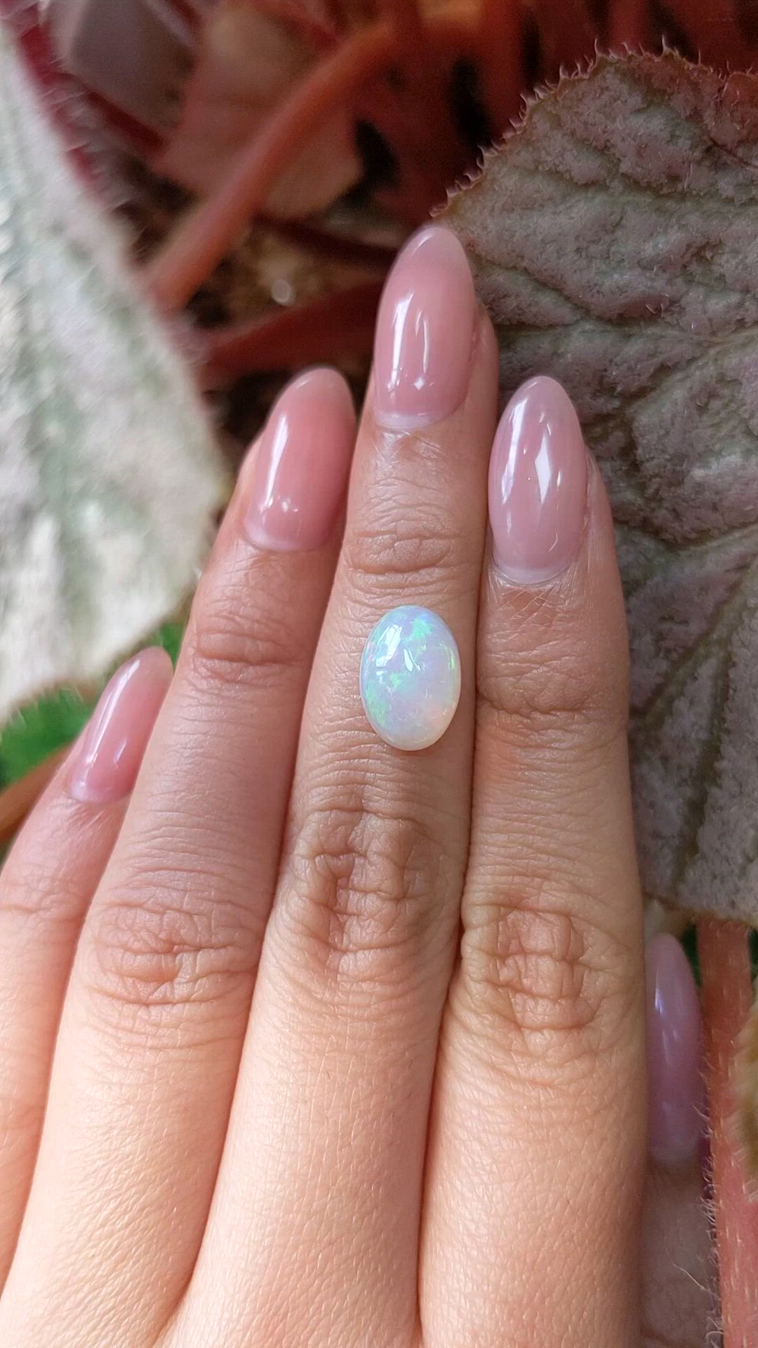 2.62 Ct. Multi Color Cabochon Fire Opal (Flame Opal) from Ethiopia Size Video
