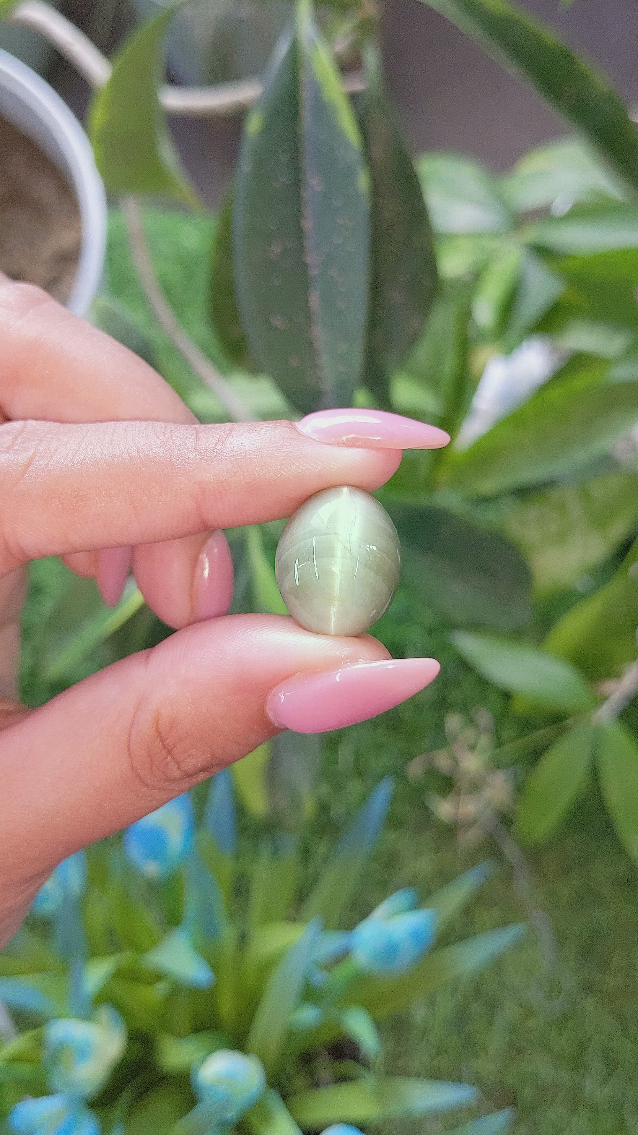 27.74 Ct. Green Cabochon Chrysoberyl from Ceylon (Sri Lanka) Size Video