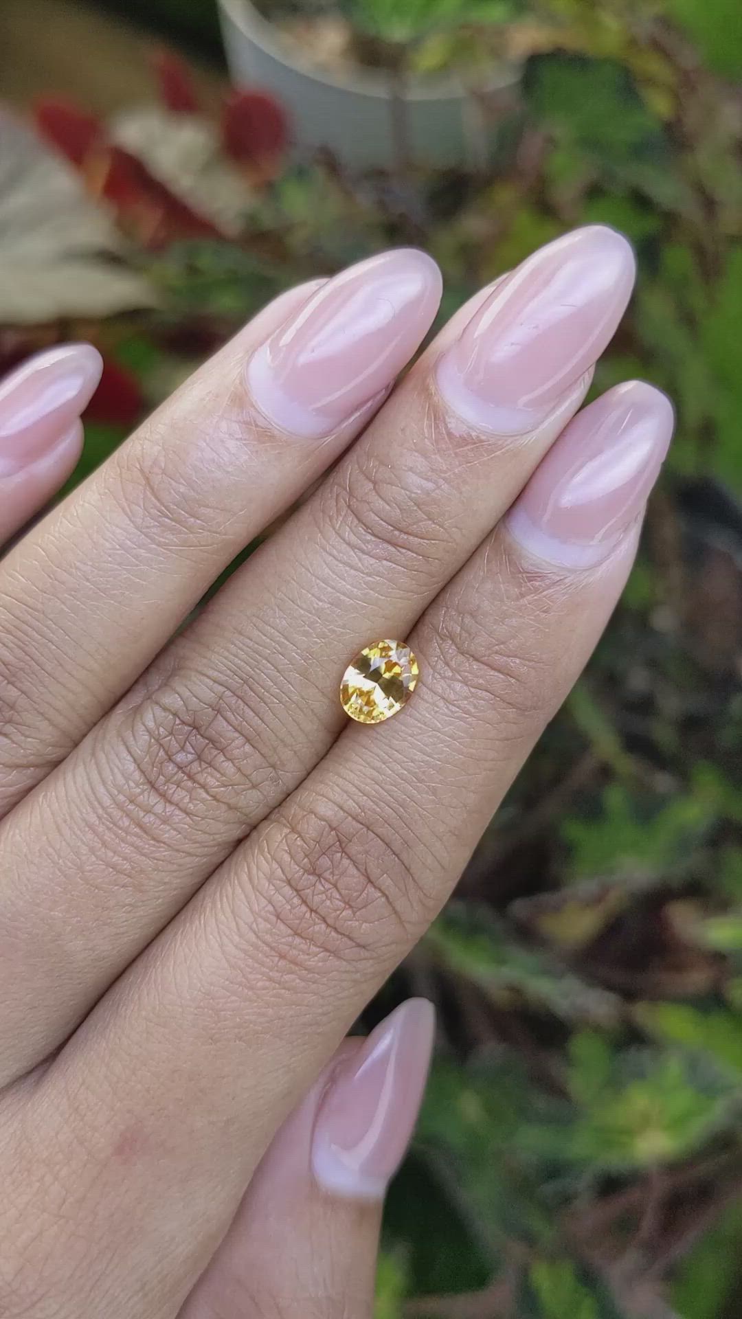1.59 Ct. Yellow Zircon from Ceylon (Sri Lanka) Size Video