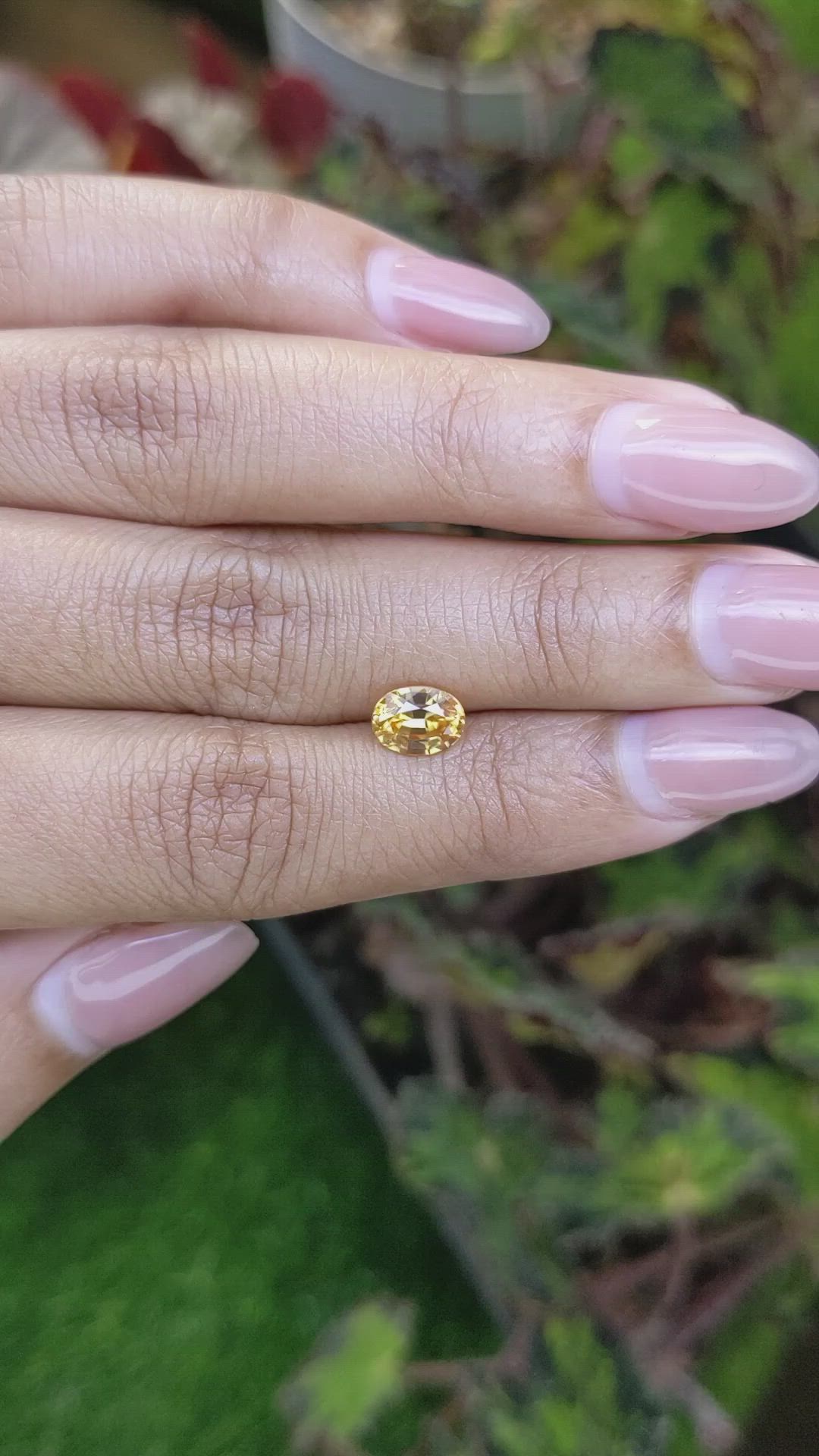 1.59 Ct. Yellow Zircon from Ceylon (Sri Lanka) Size Video