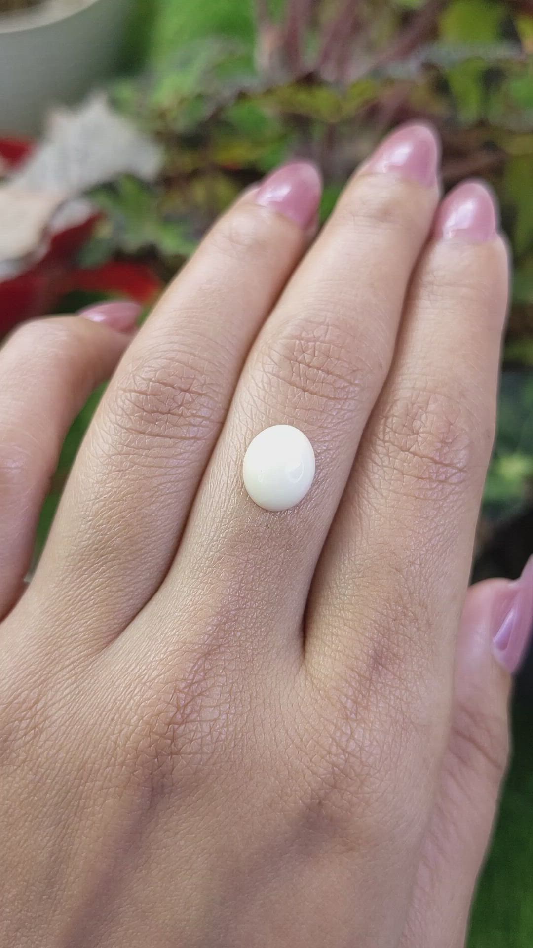 2.65 Ct. Salmon and White Cabochon Coral from Italy Size Video