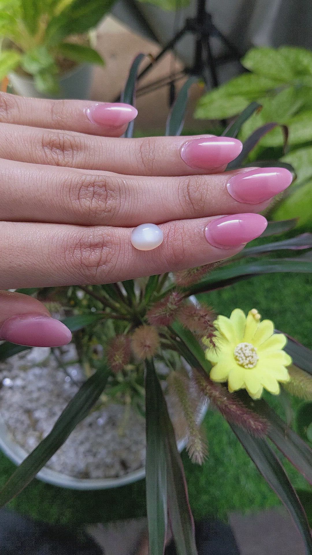3.64 Ct. Cabochon Moonstone from Ceylon (Sri Lanka) Size Video