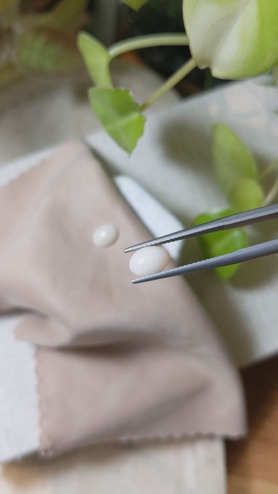 1.82&nbsp;Ct.Tw.Total Carat Weight Cabochon Coral Pair from Italy Size Video