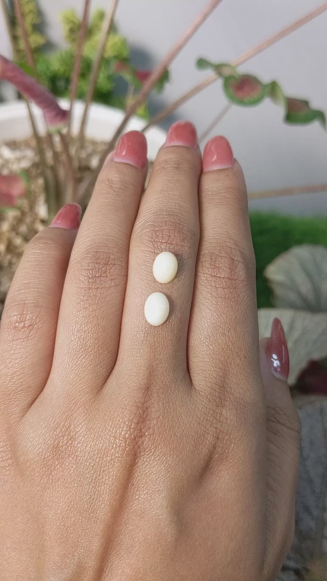 2.37&nbsp;Ct.Tw.Total Carat Weight Salmon and White Cabochon Coral Pair from Italy Size Video
