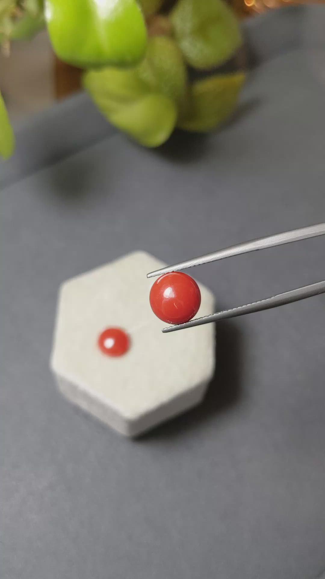 4.49&nbsp;Ct.Tw.Total Carat Weight Cabochon Coral Pair from Italy Size Video