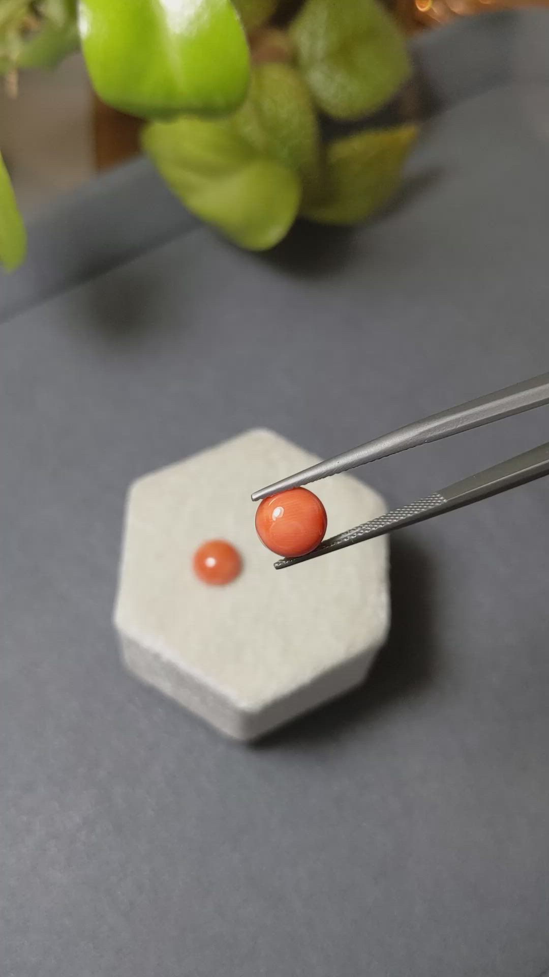 3.83&nbsp;Ct.Tw.Total Carat Weight Cabochon Coral Pair from Italy Size Video