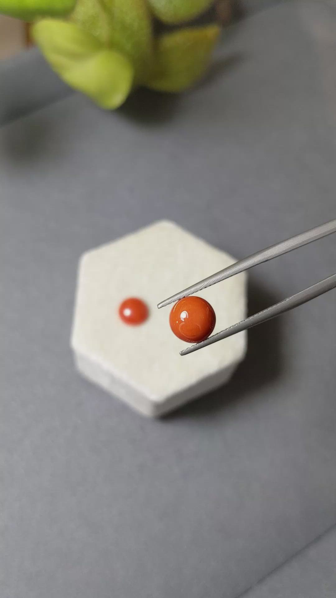 3.15&nbsp;Ct.Tw.Total Carat Weight Cabochon Coral Pair from Italy Size Video