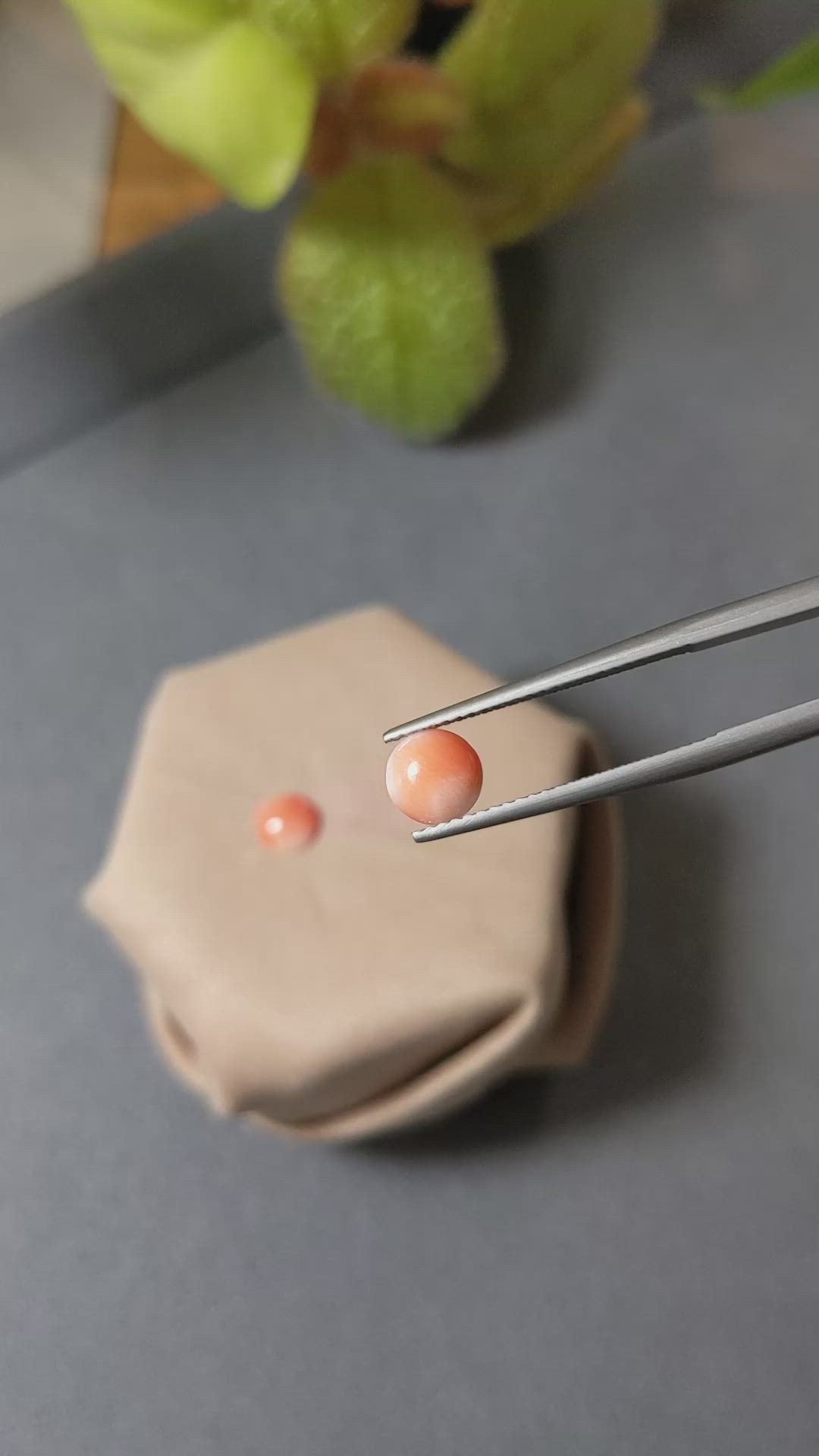 1.13&nbsp;Ct.Tw.Total Carat Weight Cabochon Coral Pair from Italy Size Video