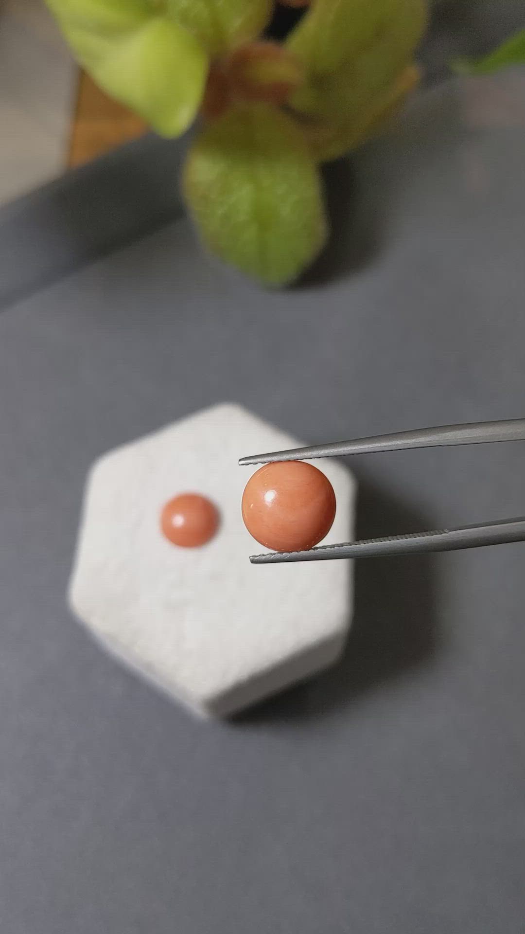 4.54 Ct.Tw.Total Carat Weight Cabochon Coral Pair from Italy Size Video