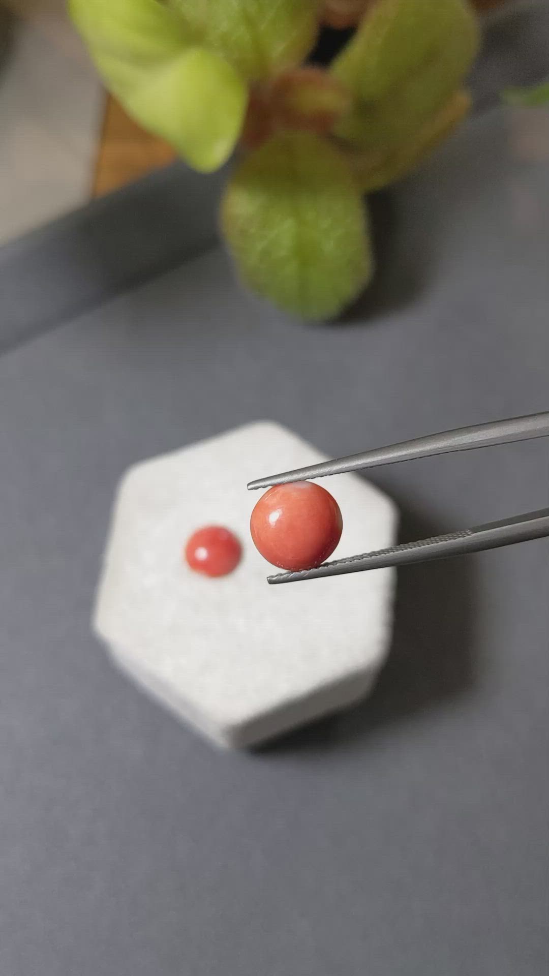 3.30 Ct.Tw.Total Carat Weight Cabochon Coral Pair from Italy Size Video