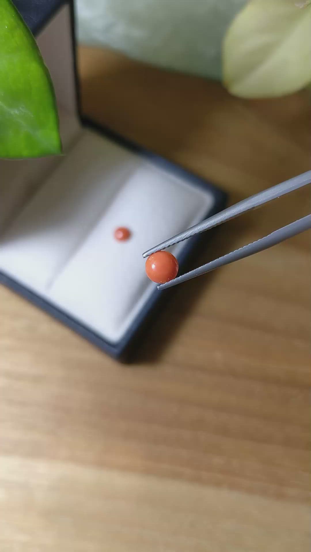 0.91&nbsp;Ct.Tw.Total Carat Weight Orange Cabochon Coral Pair from Italy Size Video