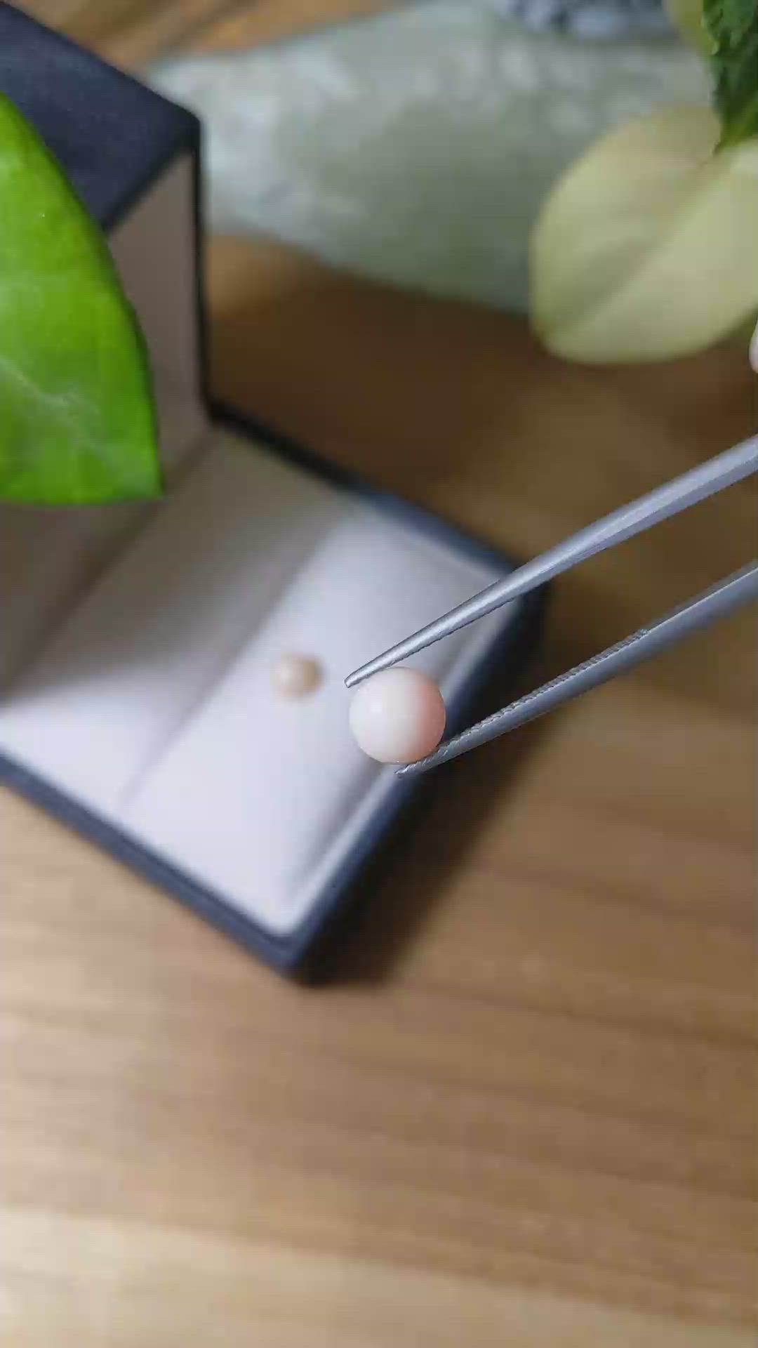 2.27&nbsp;Ct.Tw.Total Carat Weight Cabochon Coral Pair from Italy Size Video