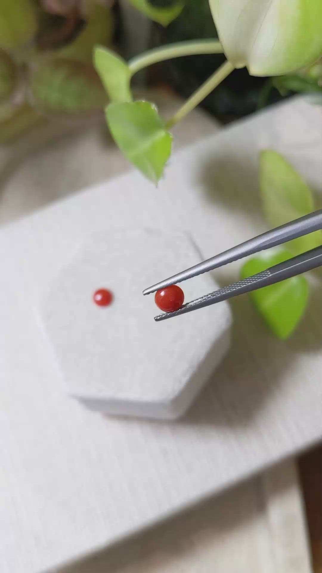 0.56 Ct.Tw.Total Carat Weight Cabochon Coral Pair from Italy Size Video